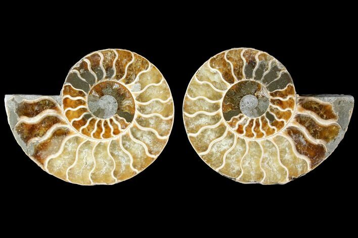 Sliced Ammonite Fossil - Agatized #114868